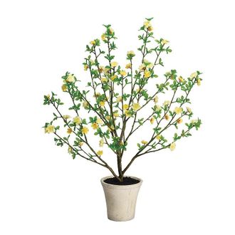 Frontgate Outdoor Blooming Patrinia Potted Plant - Frontgate