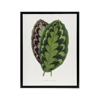 Artery8 AF Lydon Benjamin Fawcett Calathea Veitchiana Leaf Framed Canvas Art in White | Size: W24 x H32