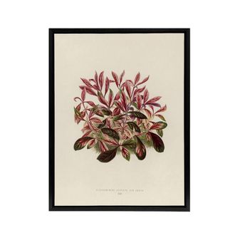 Artery8 Vintage Botanical Dwarf Copperleaf Fawcett Black Framed Canvas Art in Beige | Size: W24 x H32