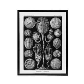 Artery8 Cystoidea Pouch Stars Marine Life Haeckel Black Framed Canvas Wall Art | Size: W24 x H32
