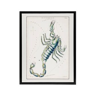 Artery8 Astronomical Chart illustration of Scorpio Hall Framed Canvas Wall Art in White | Size: W24 x H32