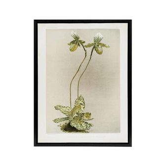 Artery8 F Sander Cypripedium Lawrenceanum Hyeanum Orchid Framed Canvas Art | Size: W24 x H32