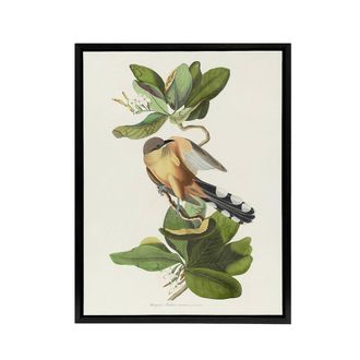 Artery8 Mangrove Cuckoo Apple Flower Audubon Nature Black Framed Canvas Art in White | Size: W24 x H32