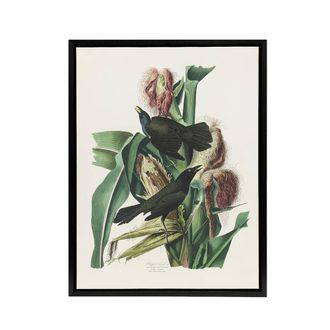 Artery8 Purple Grackle Crow Blackbird Audubon Nature Black Framed Canvas Art in White | Size: W24 x H32