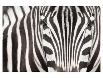 Schubiger M&ouml;bel Digitaldruck auf Acrylglas Zebra