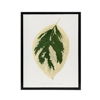 Artery8 AF Lydon B Fawcett Hydrangea Japonica Variegata Leaf Framed Canvas Art in White | Size: W24 x H32