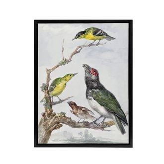 Artery8 Four Different Birds on a Branch Schouman Framed Canvas Wall Art Print | Size: W24 x H32