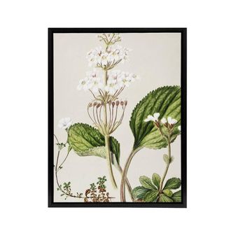 Artery8 New Zealand Ourisia Flowering Plant Featon Framed Canvas Wall Art in Beige | Size: W24 x H32