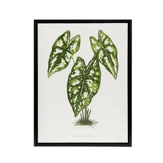 Artery8 AF Lydon B Fawcett Caladium Humboldtii Leaves Framed Canvas Art Print in White | Size: W24 x H32