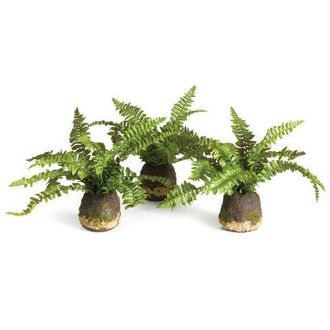 Napa Home & Garden Boston Fern Drop-Ins, Set Of 3 in Green at Nordstrom