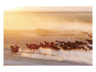 Schubiger M&ouml;bel Digitaldruck auf Glas Wildpferde 1
