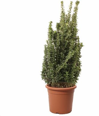 Kentis Euonymus Japonicus Benkomasaki - Evonimo Giapponese - Piante da Esterno da Siepe - h 100-125 cm Vaso &oslash; 30 cm