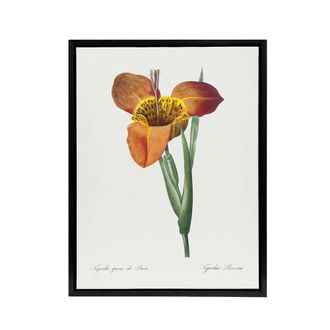 Artery8 Tiger Flower Botanical Redoute Vintage Black Framed Canvas Wall Art in White | Size: W24 x H32