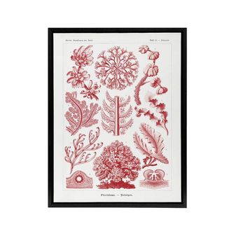 Artery8 Florideophyceae Red Algae Haeckel Botanical Black Framed Canvas Art in White | Size: W24 x H32