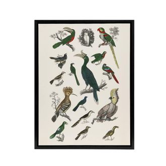 Artery8 Various Birds Illustration Goldsmith Black Framed Canvas Wall Art in White | Size: W24 x H32