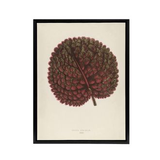 Artery8 Vintage Botanical Gesnera Exoniensis Leaf Fawcett Framed Canvas Art in Beige | Size: W24 x H32