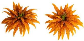Nearly Natural 40-in Autumn Artificial Fall Boston Fern - Set of 2 in Orange at Nordstrom