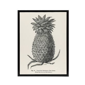 Artery8 Vintage Black White Pineapple Illustration Wright Framed Canvas Art | Size: W24 x H32