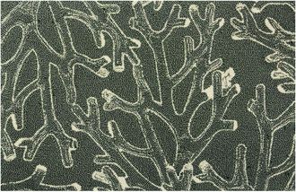 The Rug Market Coral X-Ray 30X48in Doormat