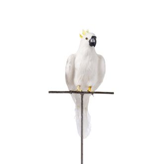 Puebco parrot l, white