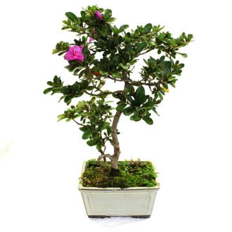 Kentis Kentis - Bonsai Azalea Satsuky - Bonsai Giapponese Azalea - h 30-35 cm Vaso &oslash; 15 cm