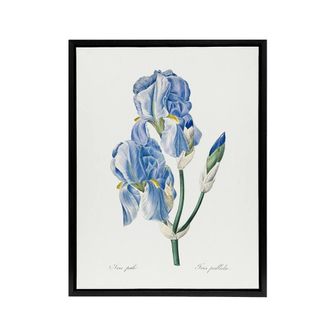 Artery8 Iris Pallida Botanical Redoute Vintage Black Framed Canvas Wall Art in White | Size: W24 x H32