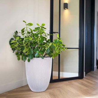 Capi Furniture Limited - Jarr&oacute;n Elegante Groove Marfil 46x58 Cm