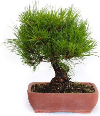 Kentis Bonsai Pinus Densiflora - Bonsai Pino Rosso Giapponese - h 30-40 cm Vaso &oslash; 25 cm