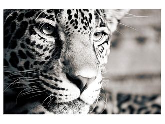 Schubiger M&ouml;bel Digitaldruck auf Acrylglas Leopard