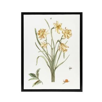 Artery8 Five Daffodils Vintage Illustration Teyler Black Framed Canvas Art in White | Size: W24 x H32