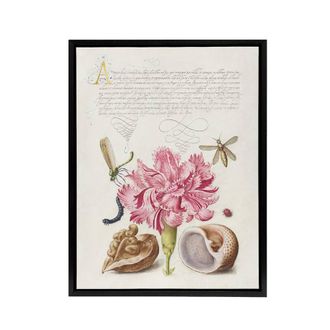 Artery8 Carnation Walnut & Mollusk Calligraphy Framed Canvas Wall Art Print in White | Size: W24 x H32