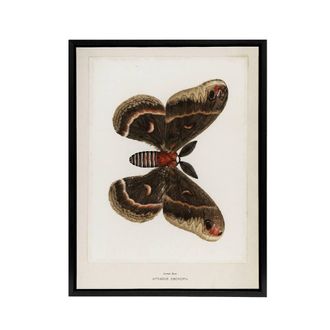 Artery8 Cecropia Moth Vintage Illustration Denton Framed Canvas Wall Art Print in White | Size: W24 x H32