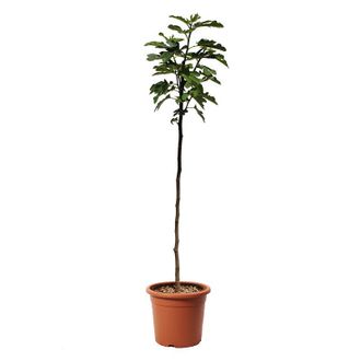 Kentis Pianta di Fico - Ficus Carica - Alberello da Frutto - Vaso &oslash; 24 cm