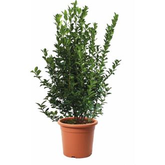 Kentis Kentis - Euonymus Japonicus - Evonimo Giapponese - Piante da Siepe da Esterni - Piante Vere Resistenti da Giardino - h 100-125 cm Vaso &oslash; 30 cm