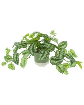 Creative Displays Inc. Scindapsus Bush In Ceramic Pot