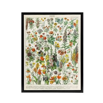 Artery8 Millot Encyclopedia Page Flowers Plants Framed Canvas Wall Art Print | Size: W24 x H32