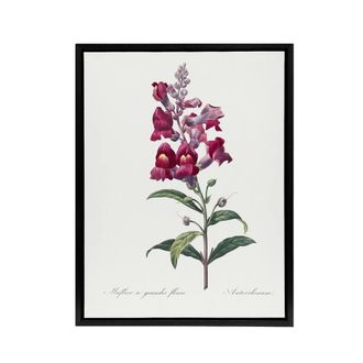 Artery8 Antirrhinum Dragon Flowers Redoute Black Framed Canvas Wall Art in White | Size: W24 x H32