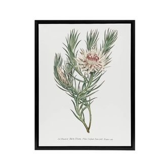 Artery8 Francis Sansom Dagger Leaf Sugarbush Flower Bloom Framed Canvas Art in White | Size: W24 x H32