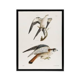 Artery8 James De Kay Swallow Tailed & Sparrow Hawk Framed Canvas Art Print in White | Size: W24 x H32