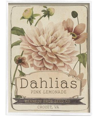 Stupell Industries Pink Lemonade Dahlias Vintage Floral Seed Packet By Studio W Wall Art