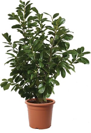 Kentis Prunus Laurocerasus Novita - Piante Vere Da Esterni - H 80-100 Cm Vaso &Oslash; 24 Cm