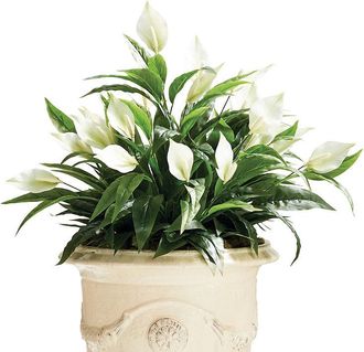 Frontgate Indoor/Outdoor Peace Lily Plant - Frontgate