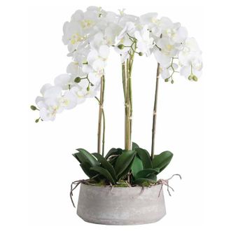 Hill Interiors Hill Interiors - Large Orchid in Stone Pot Artificial Flower - Plastic - L50 x W50 x H90 cm - White
