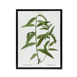 Artery8 Basket Willow Botanical Redoute Vintage Black Framed Canvas Wall Art in White | Size: W24 x H32