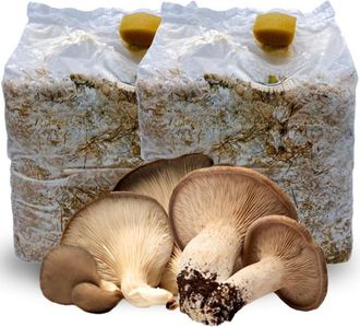 Acquaverde 10 Kit Coltivazione Funghi Cardoncelli, Pleutorus Eryngii, Fungo della Murgia Pugliese, Micelio selezionato di Prima Scelta, Ballette da 3 Kg