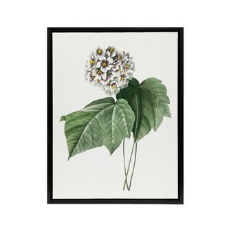Artery8 White Dombeya Amelia Flowers Redoute Black Framed Canvas Wall Art | Size: W24 x H32