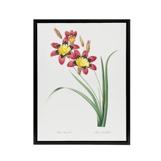 Artery8 Harlequin Flowers Floral Redoute Vintage Black Framed Canvas Wall Art in White | Size: W24 x H32