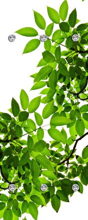 Queence Garderobenleiste »Blätter« mit 6 Haken, 50 x 120 cm