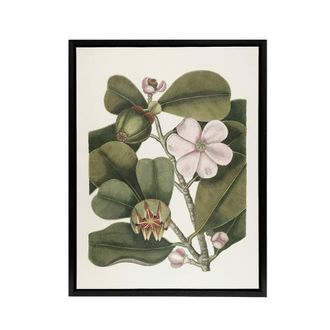 Artery8 Balsam Tree Flower Vintage Botanical Catesby Black Framed Canvas Art in Green | Size: W24 x H32