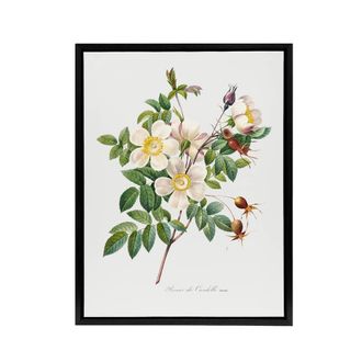 Artery8 White Rose Floral Redoute Vintage Black Framed Canvas Wall Art | Size: W24 x H32